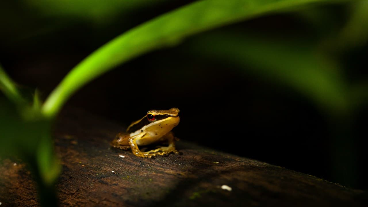 Agumbe