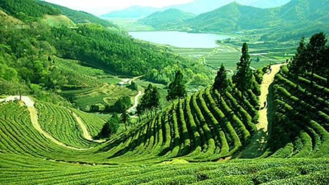 Majuli