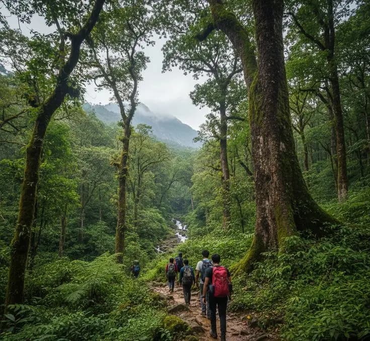 forest