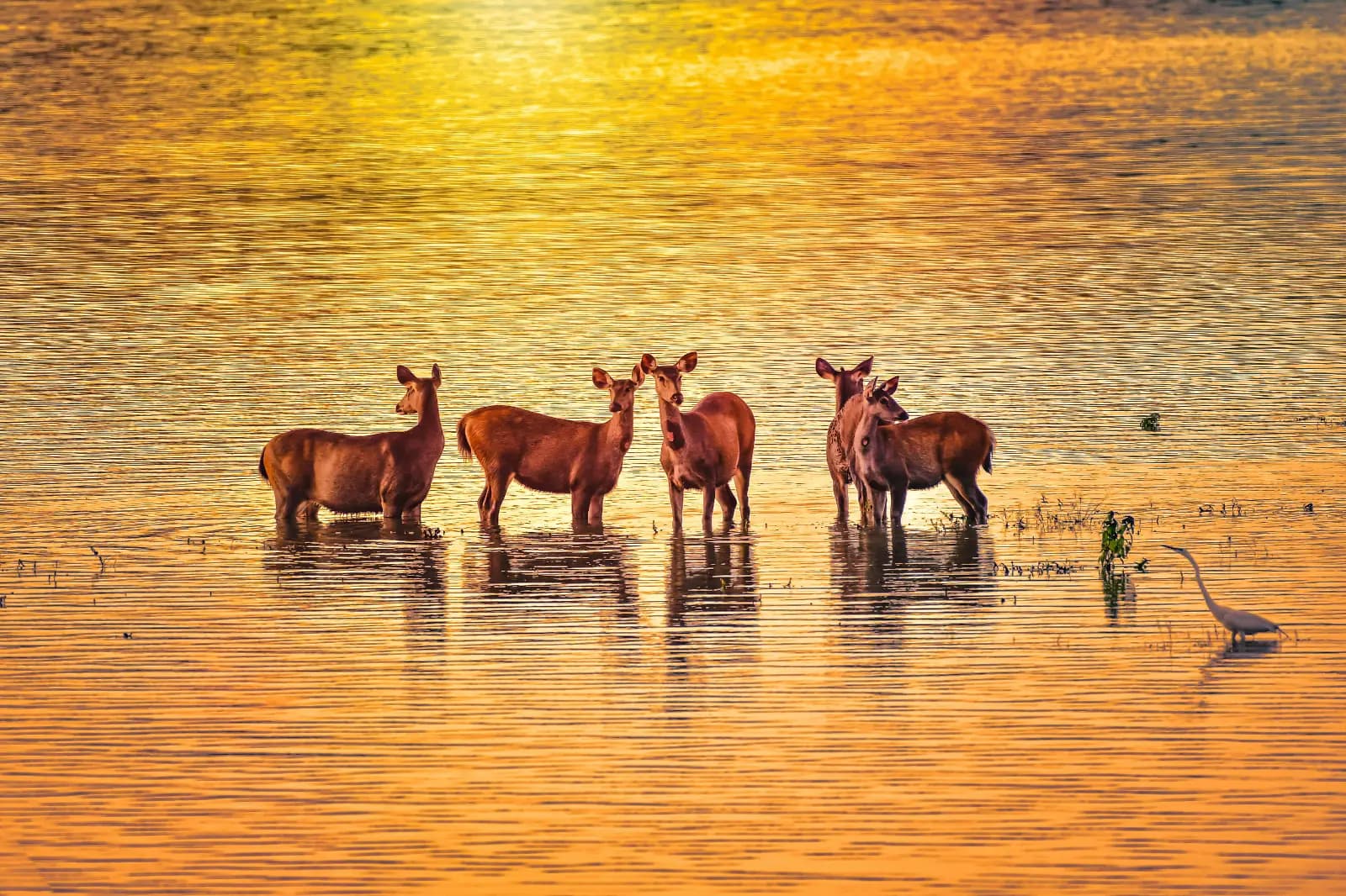 Kaziranga