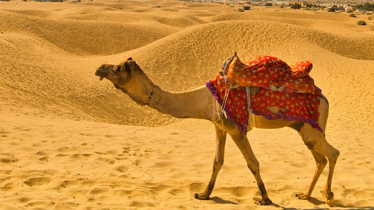 desert