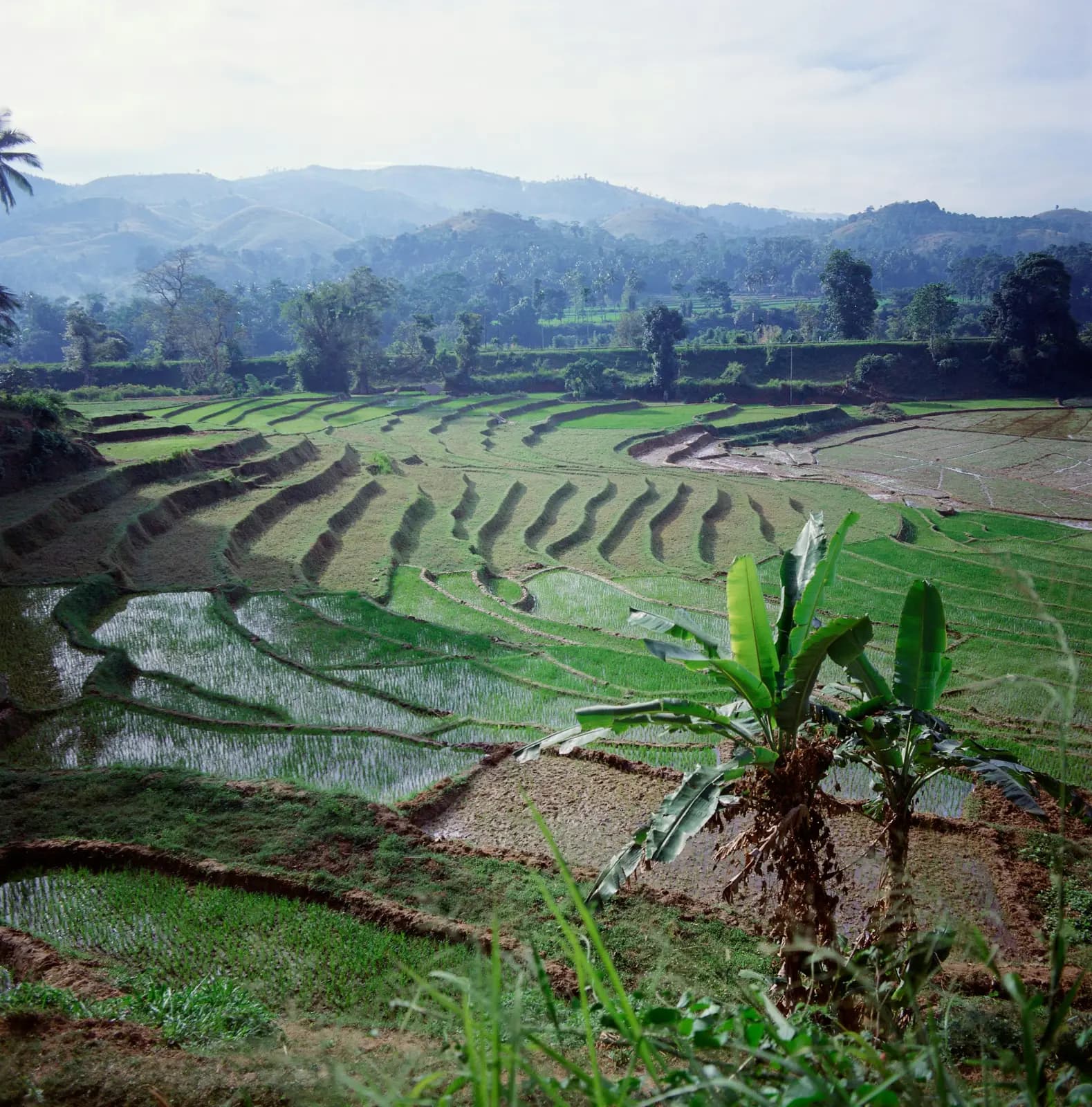 Saputara