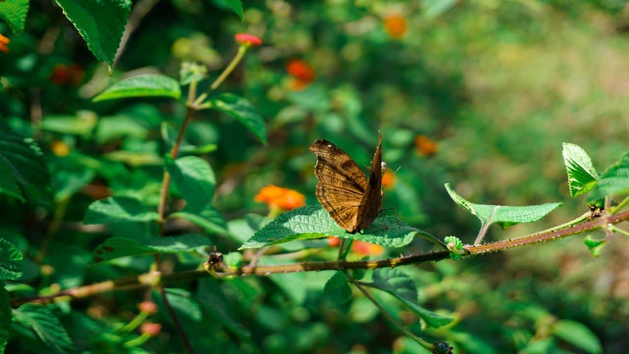 mountain