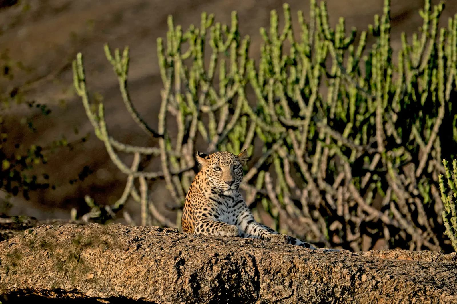 Jawai
