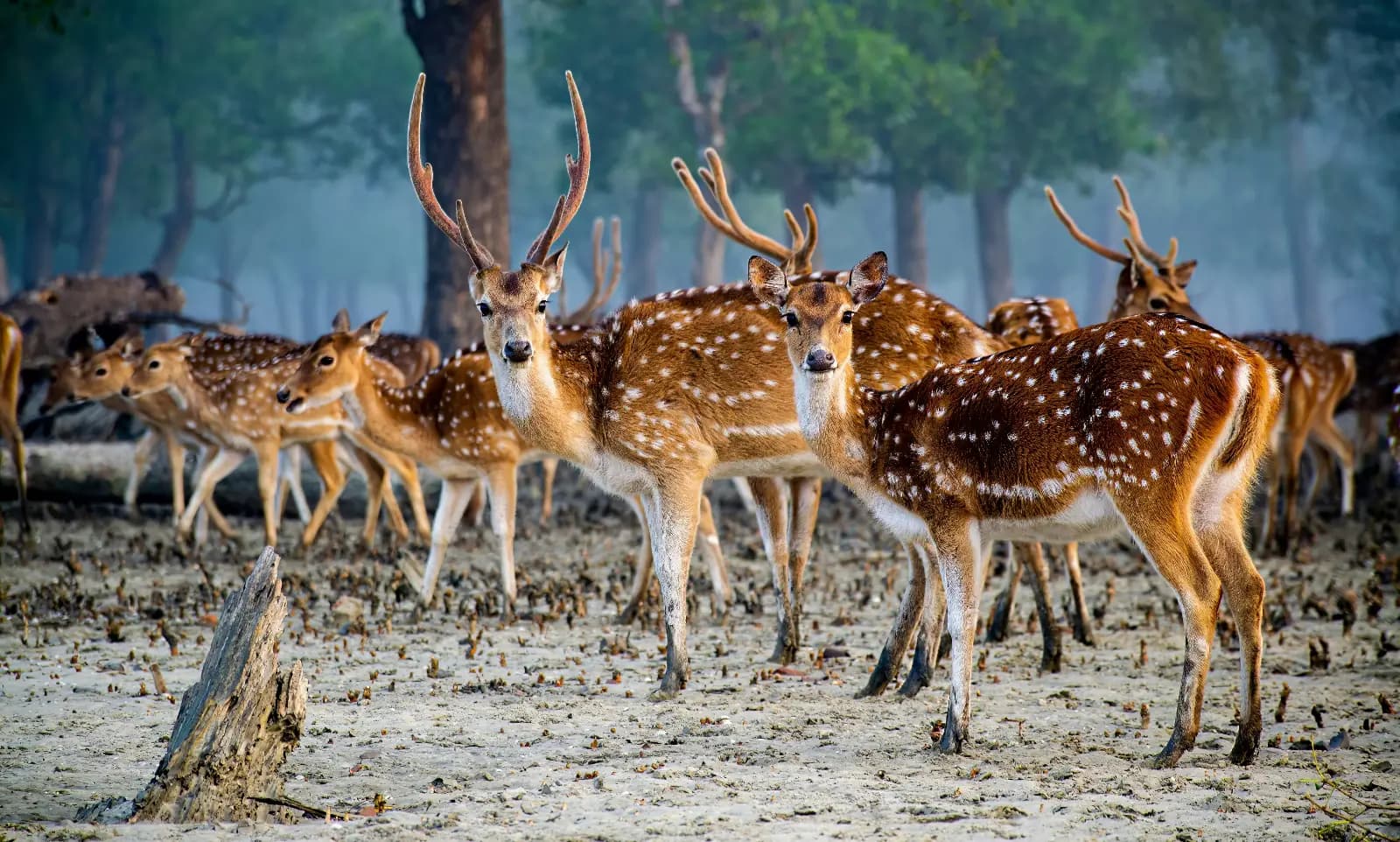 Sundarban