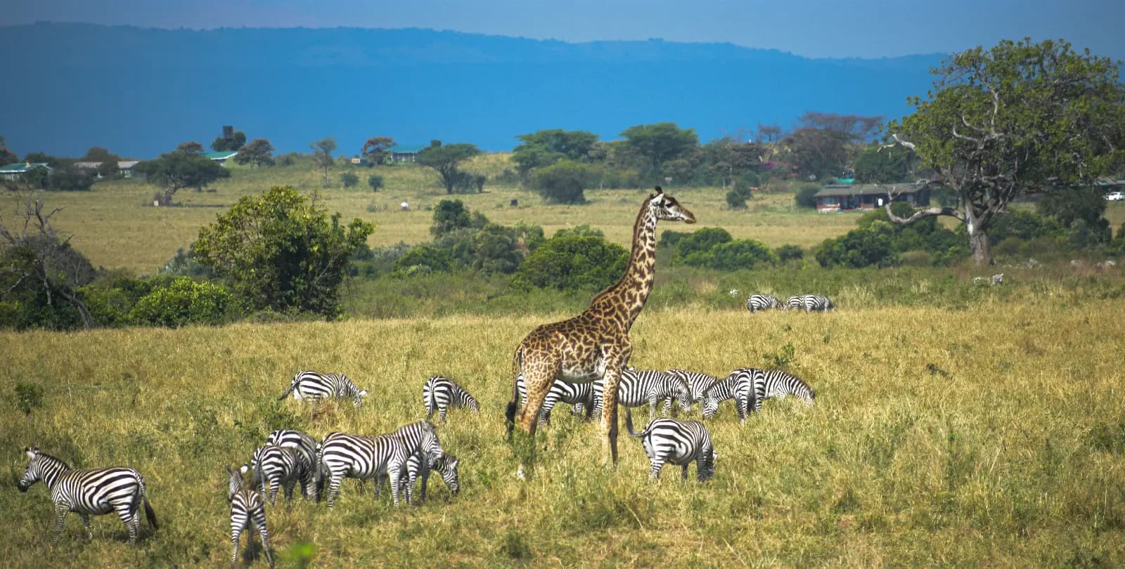 Masai Mara