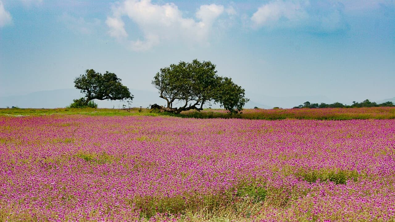 Sahyadri