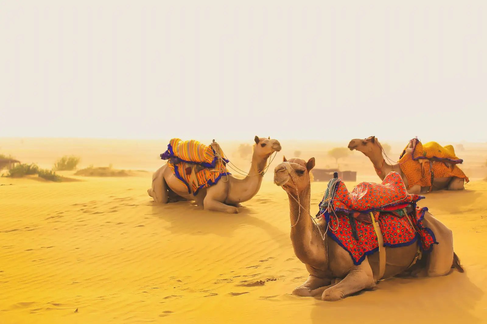 desert