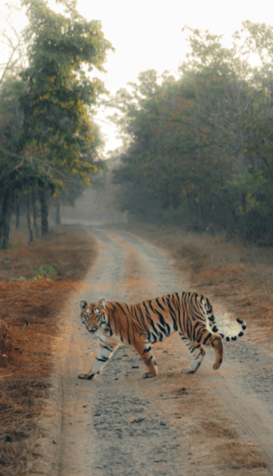 wildlife