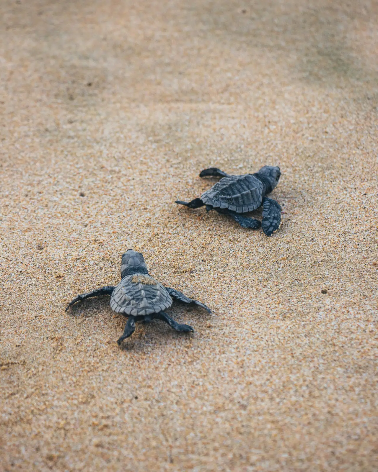 wildlife