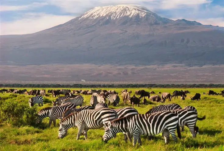 wildlife