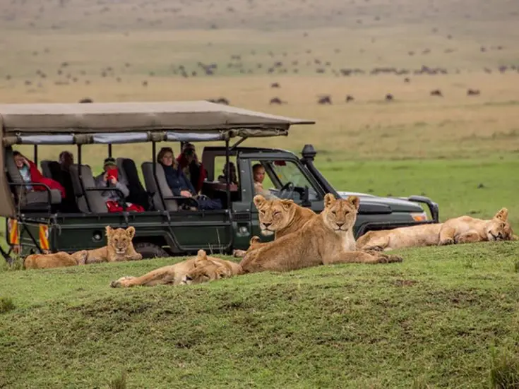 wildlife