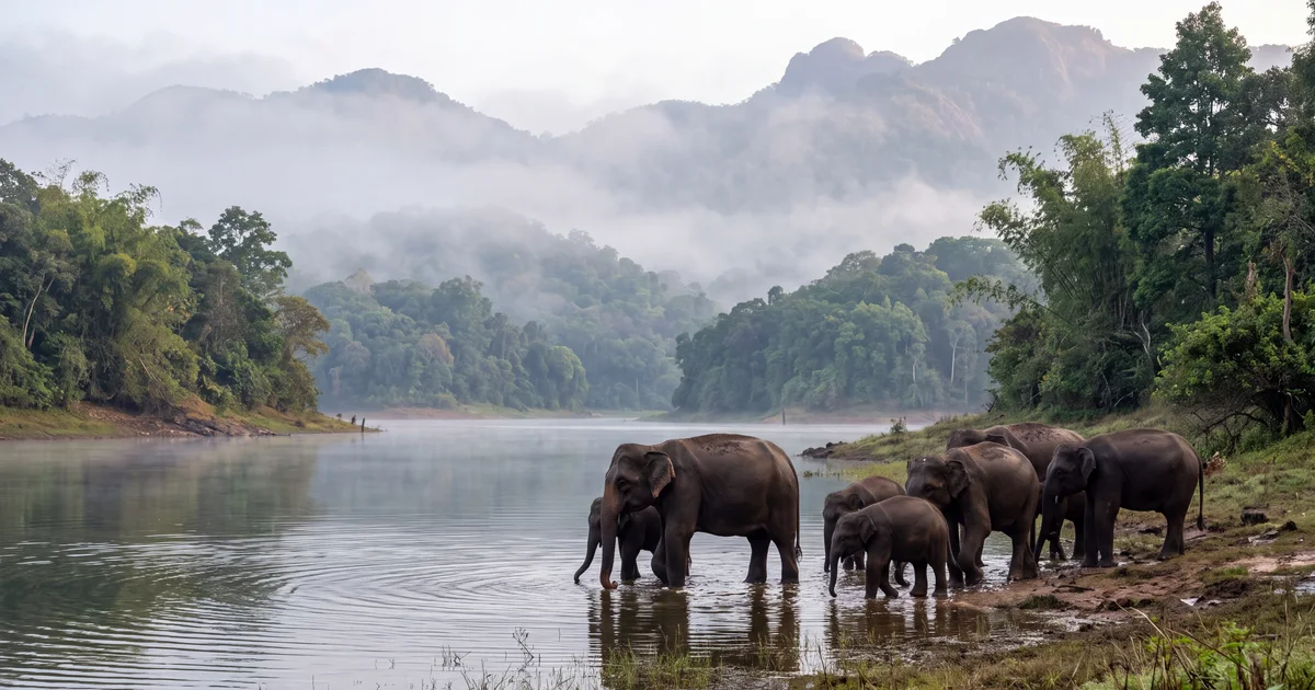 Best Places to Visit in Thekkady (2026): Periyar Wildlife, Spice Walks and Jungle Nights